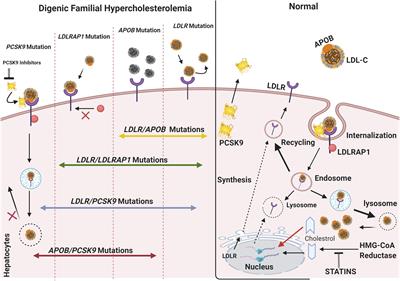 The Digenic Causality in Familial Hypercholesterolemia: Revising the Genotype–Phenotype Correlations of the Disease